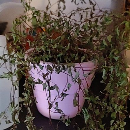 Photo of the plant species Muehlenbeckia 'Top Secret' by @TrueblueGreen4 named Bruce Lee on Greg, the plant care app
