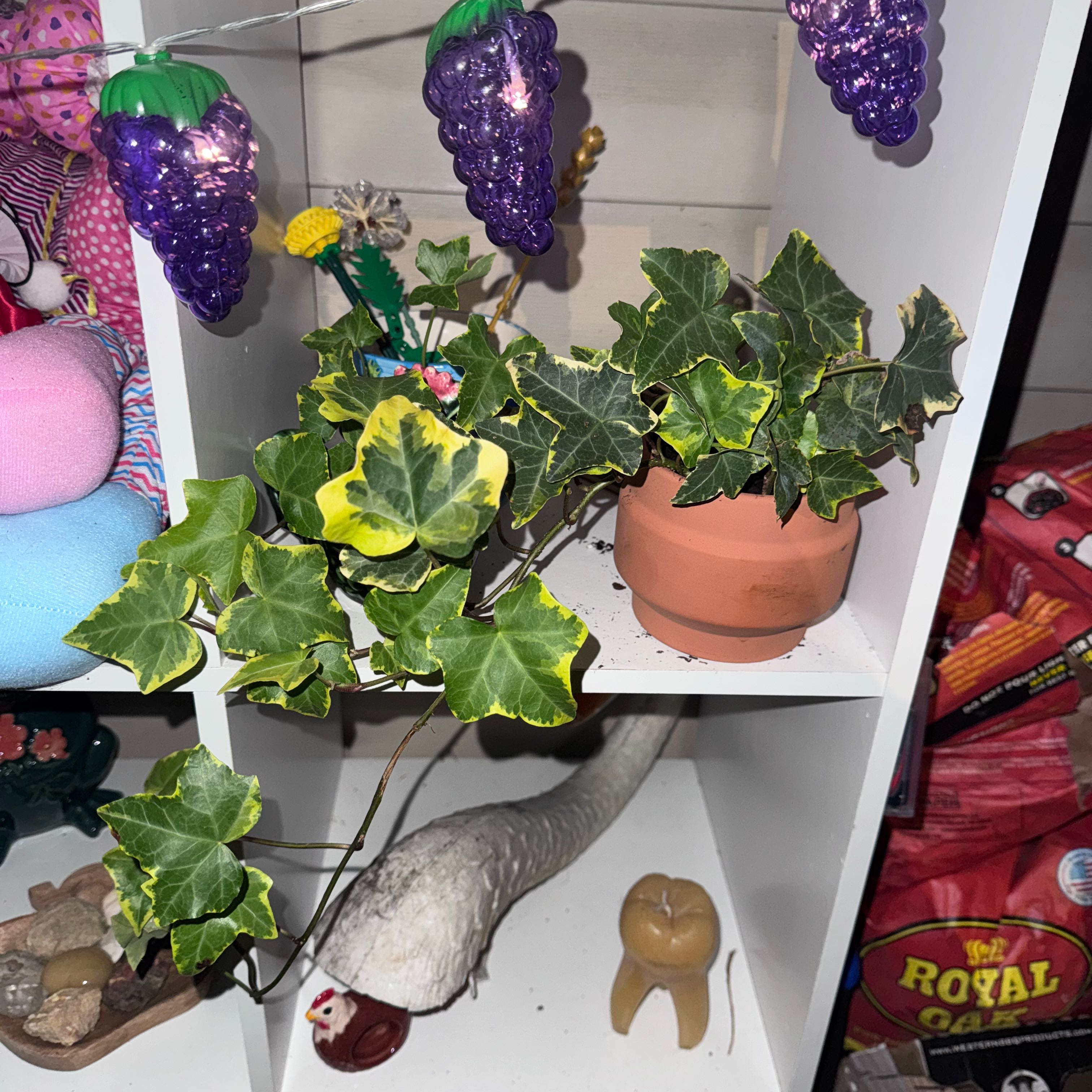 Photo of the plant species Gold Child Ivy by @LadyInchworm65 named Ponyboy on Greg, the plant care app