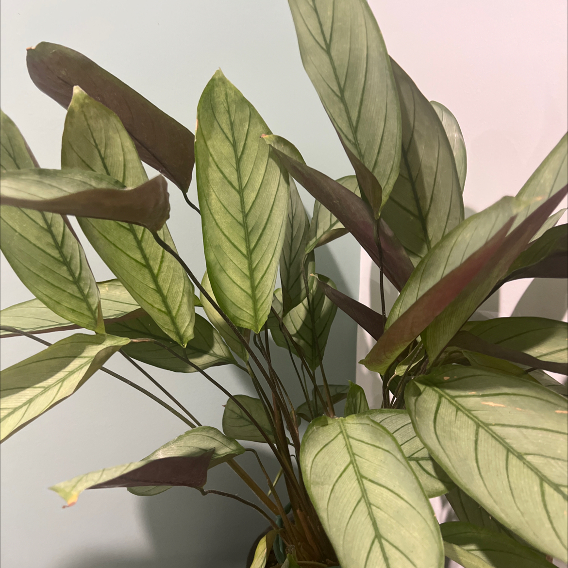 Photo of the plant species Calathea Grey Star by @DebonairDill named ChloroPhil on Greg, the plant care app