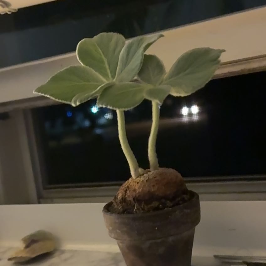 Photo of the plant species Brazilian Edelweiss by @CompetentMarimo named Gaga on Greg, the plant care app