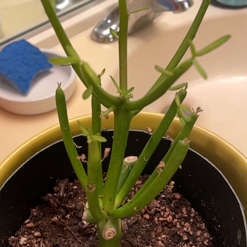 Photo of the plant species Fire Sticks by @CharlieYbarra named Firestick (Euphorbia Tirucalli) on Greg, the plant care app
