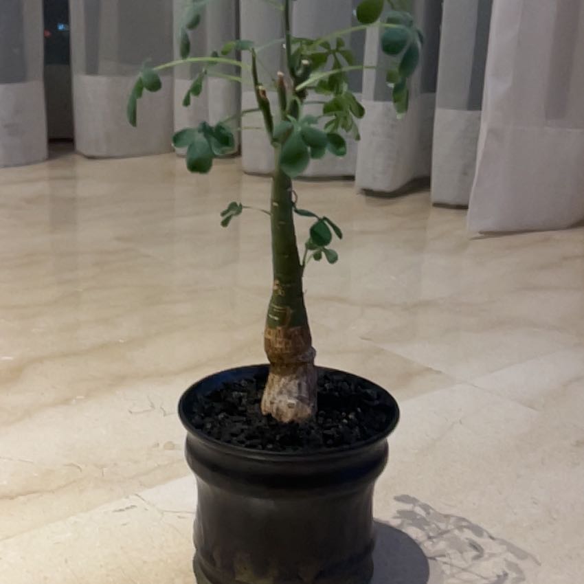 Plant care for Adenia ballyi on Greg, the plant care app