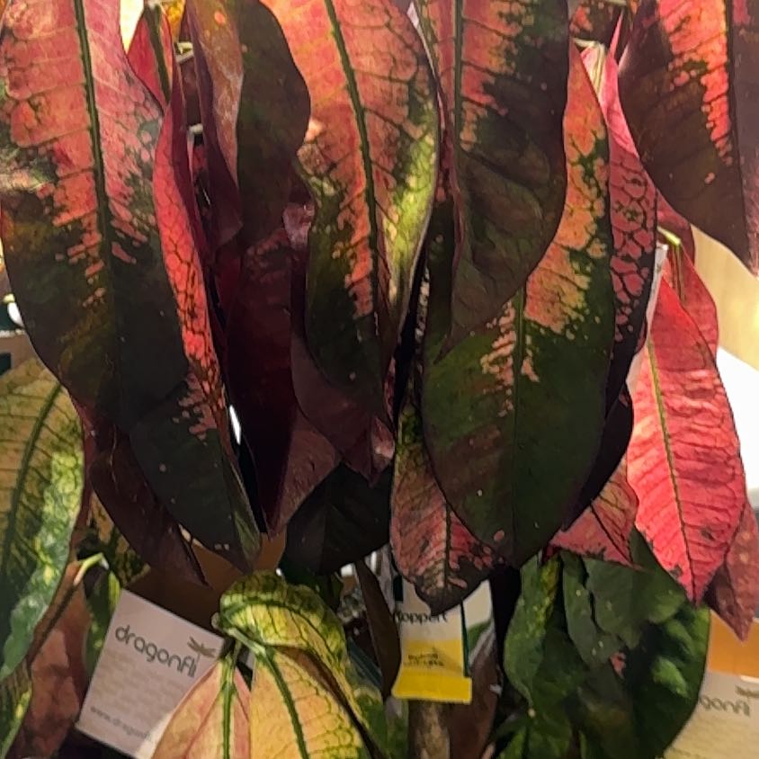 Photo of the plant species Iceton Croton by @ProudHorseapple named Baesil on Greg, the plant care app