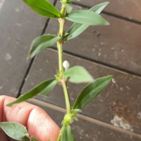 Photo of the plant species Virginia Buttonweed by @DistinctKanna10 named Gates on Greg, the plant care app