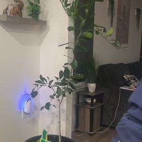 Photo of the plant species Satsuma by @KookyMystax50 named Ella on Greg, the plant care app