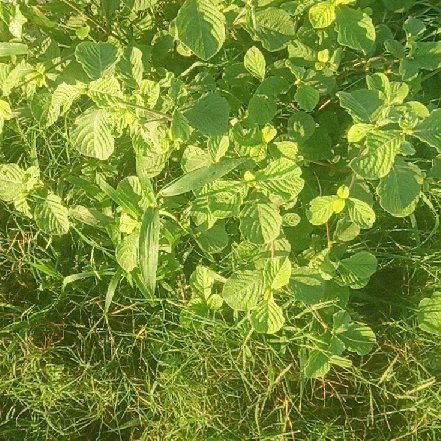 Photo of the plant species Arrowwood Viburnum by @YeahDracopis5 named Darwin on Greg, the plant care app