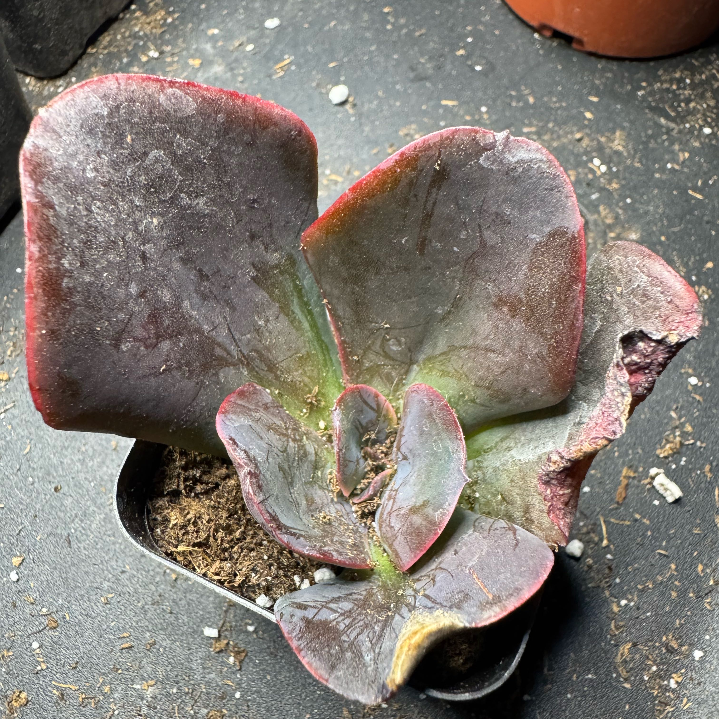 Photo of the plant species Echeveria 'Mahogany Rose' by @BuoyantZinnia89 named Degrogue on Greg, the plant care app
