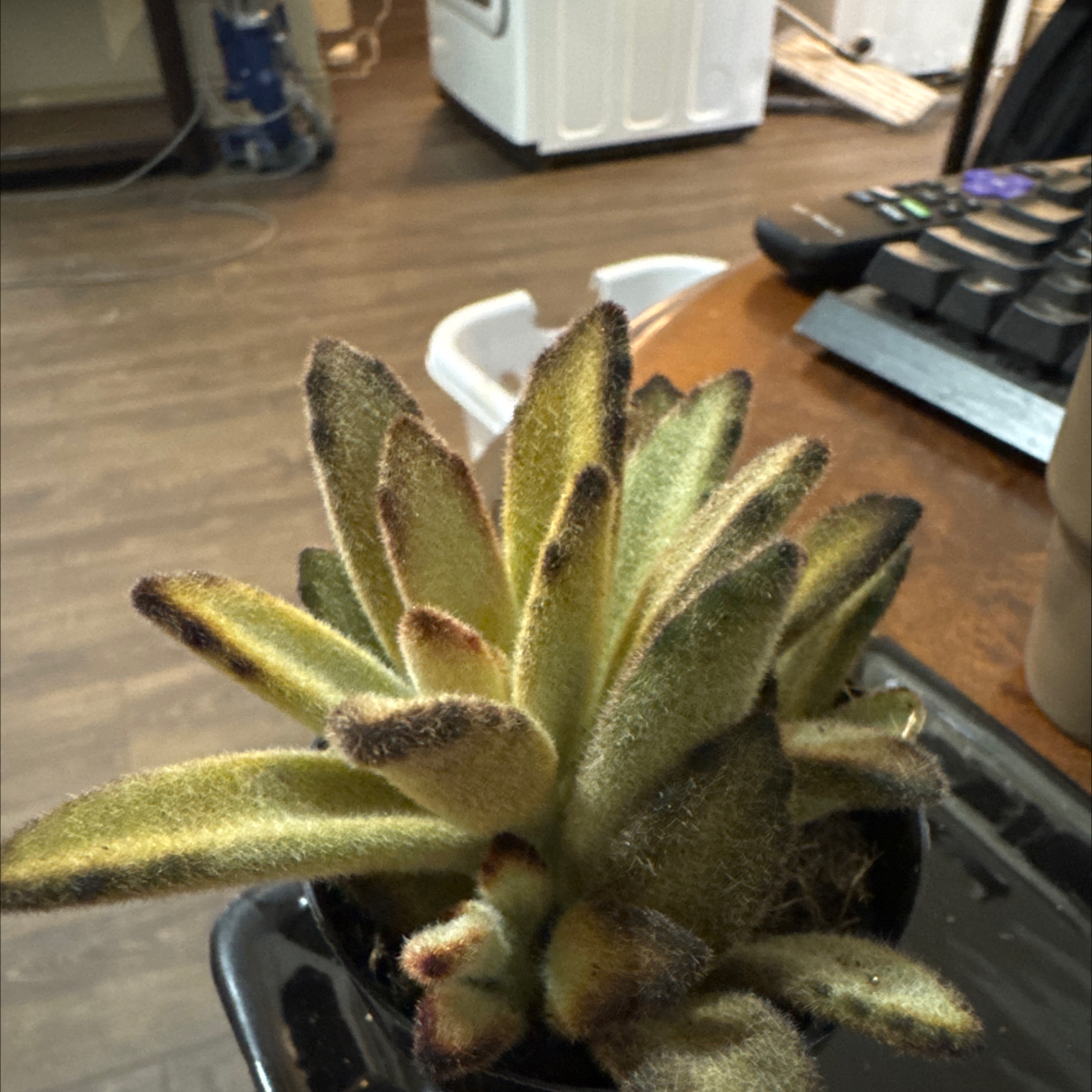 Photo of the plant species Cinnamon Panda Plant by @BuoyantZinnia89 named Salad Fingers on Greg, the plant care app