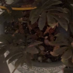 Photo of the plant species Solanum uleanum by @LitheBushlily42 named Achilles on Greg, the plant care app