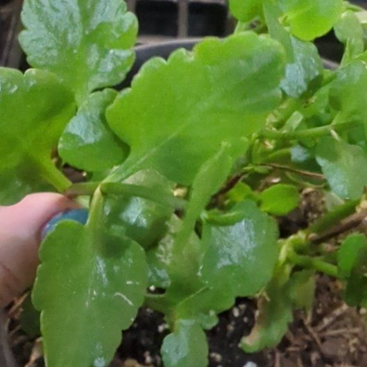 Photo of the plant species Flaming Katy 'Ares' by @ladyphenixqueen named Katy on Greg, the plant care app