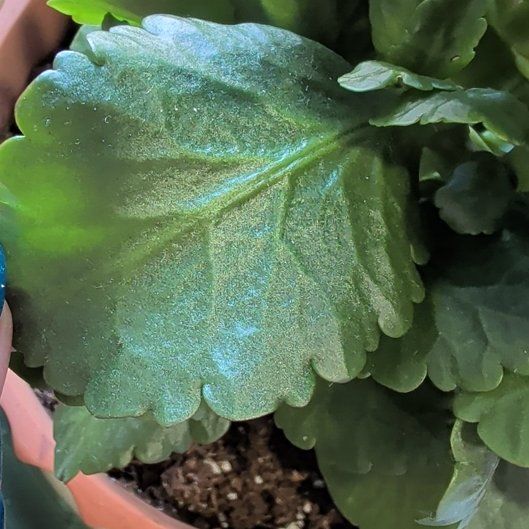 Photo of the plant species Flaming Katy 'Ares' by @ladyphenixqueen named Ares on Greg, the plant care app