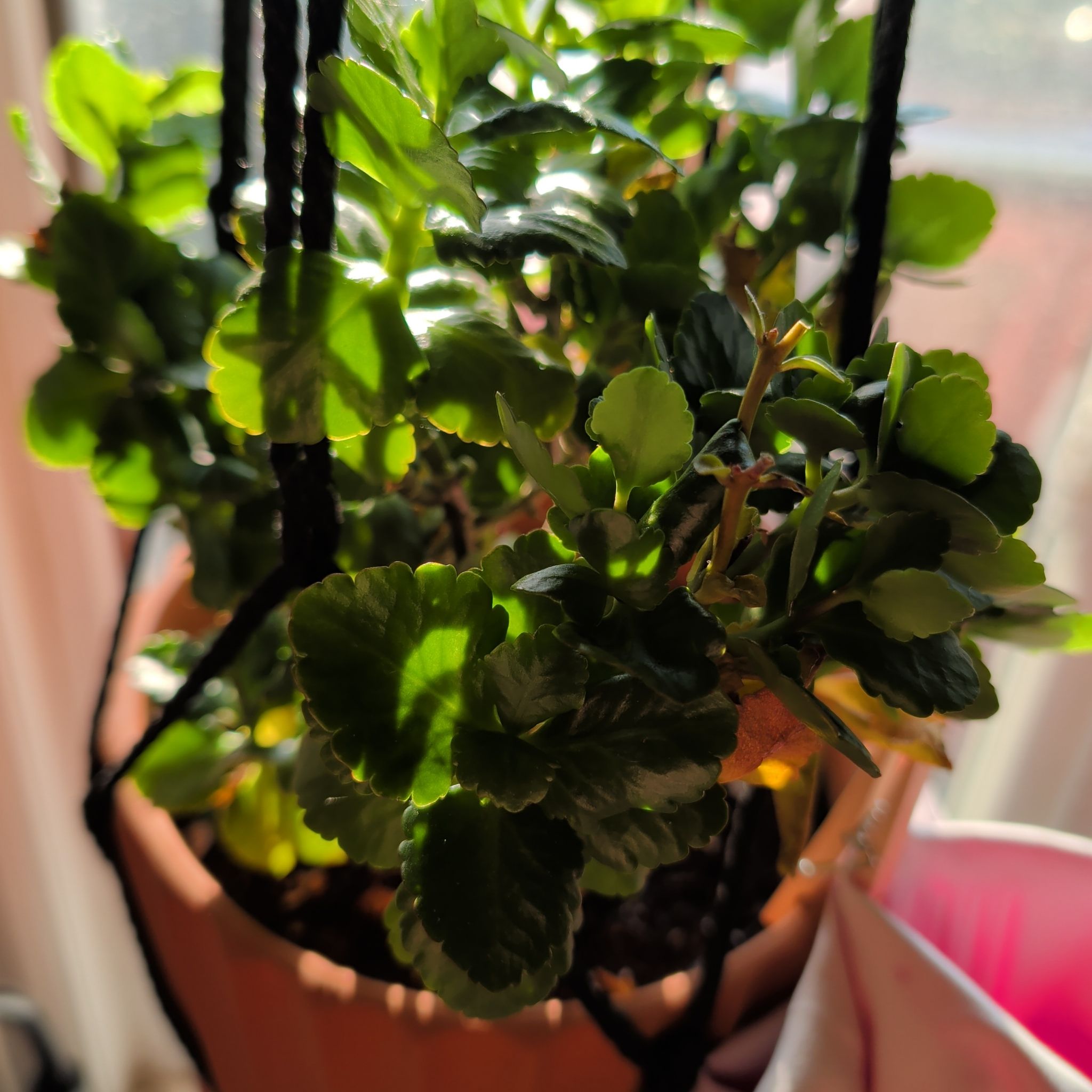 Photo of the plant species Flaming Katy 'Ares' by @ladyphenixqueen named Katy on Greg, the plant care app