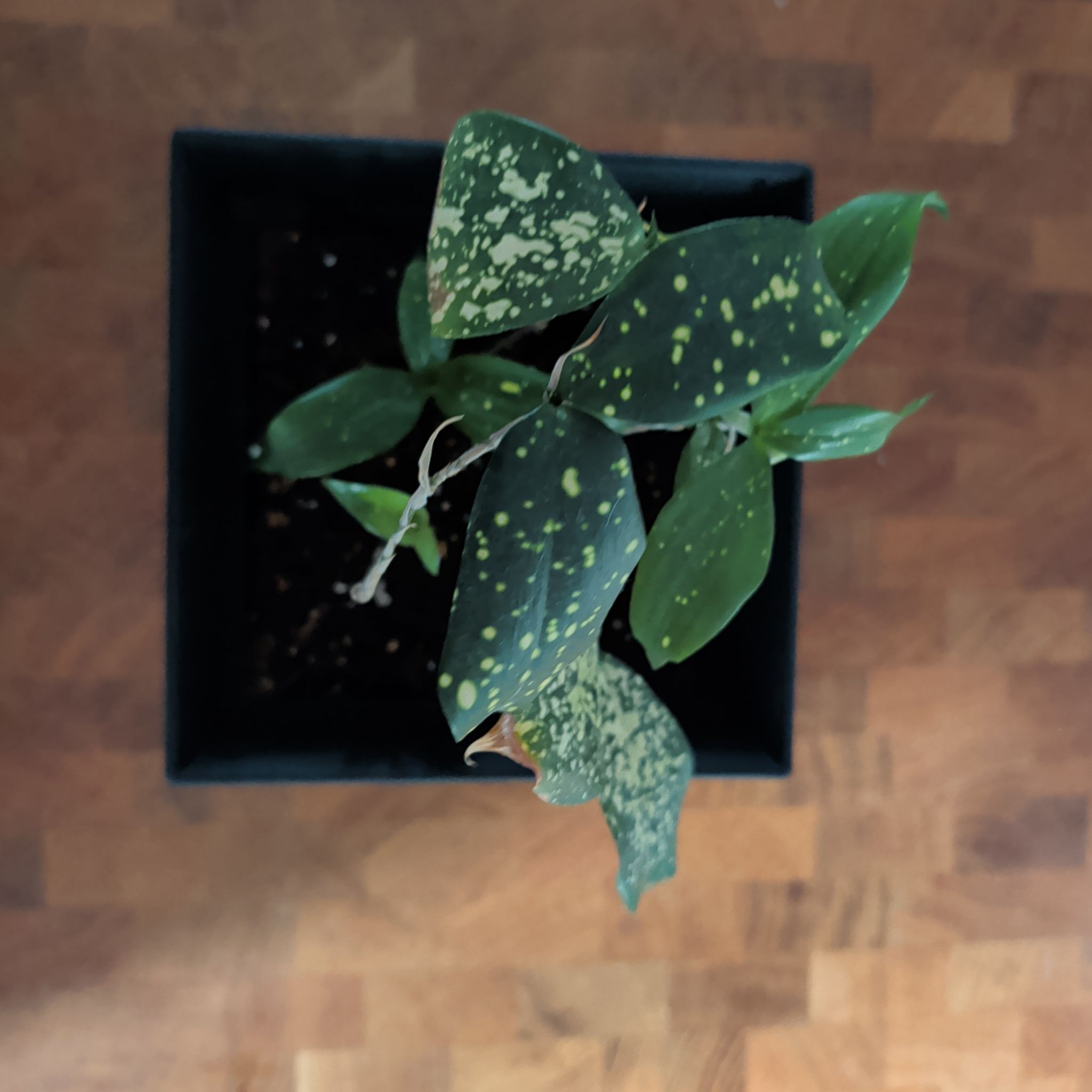 Photo of the plant species Japanese bamboo by @ladyphenixqueen named Cleo on Greg, the plant care app