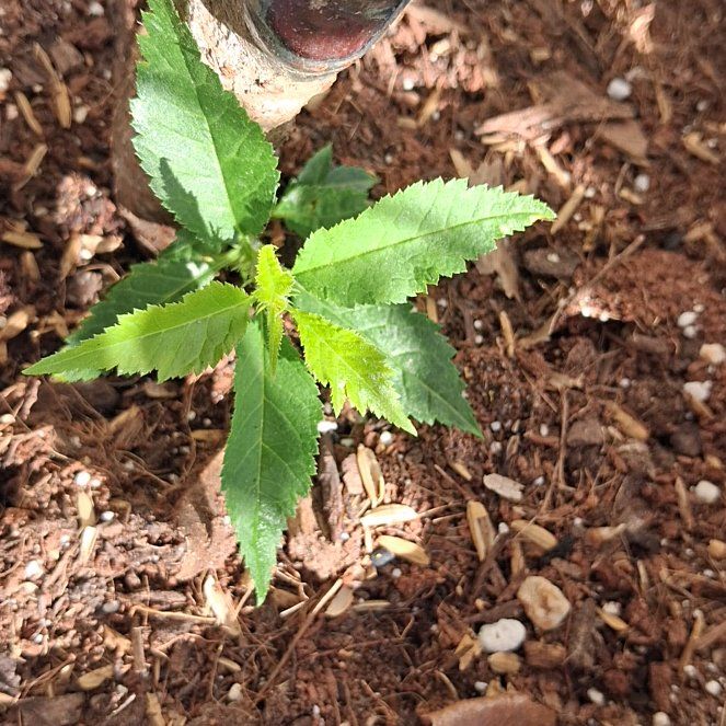 Photo of the plant species Mahoe by @TrustfulPeony named Gaga on Greg, the plant care app