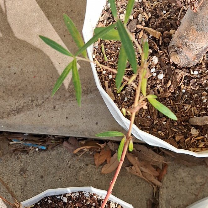 Photo of the plant species African Sumac by @TrustfulPeony named Plato on Greg, the plant care app