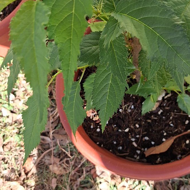 Photo of the plant species Sweet Cherry by @TrustfulPeony named McKinley on Greg, the plant care app