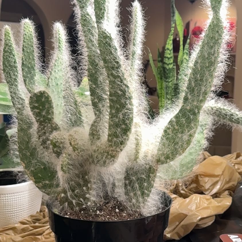 Photo of the plant species Tower of Jewels by @Flowersprosper named Homer on Greg, the plant care app