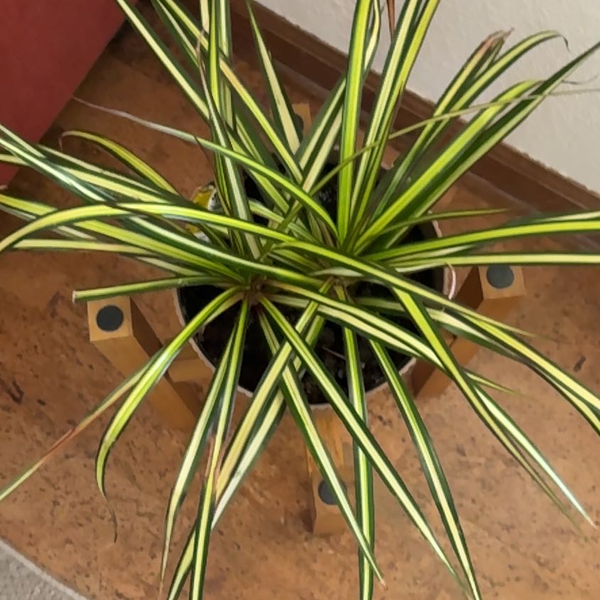 Photo of the plant species Kiwi Dracaena by @GemShyleaf67 named Tolkien on Greg, the plant care app