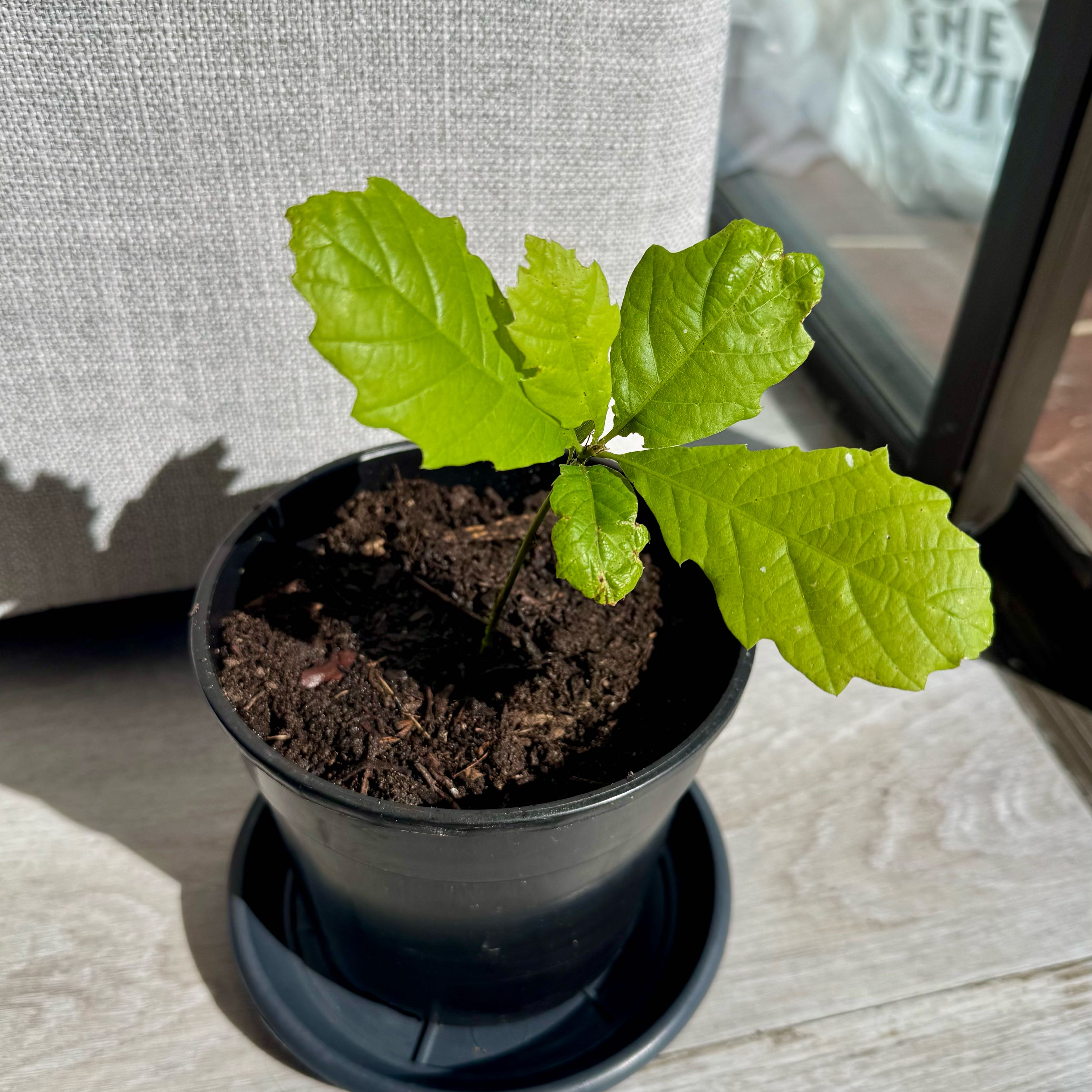 Photo of the plant species English Oak by @UrbaneRose51 named Oaky on Greg, the plant care app