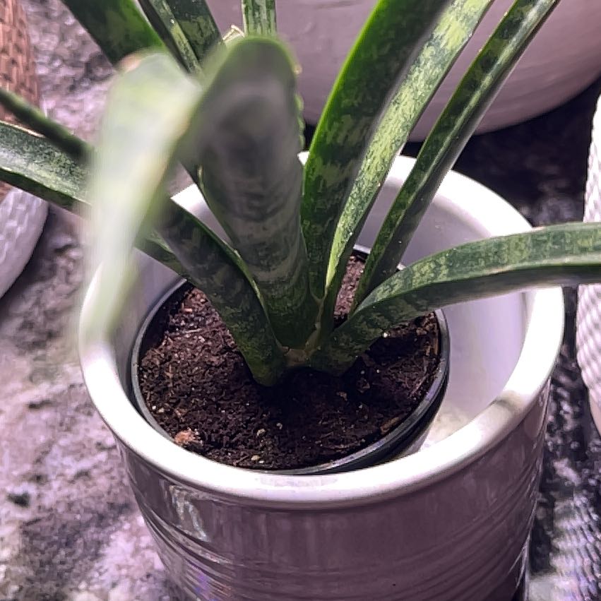 Photo of the plant species Hard Rush by @BreezyWorm43 named Leaf Erickson on Greg, the plant care app
