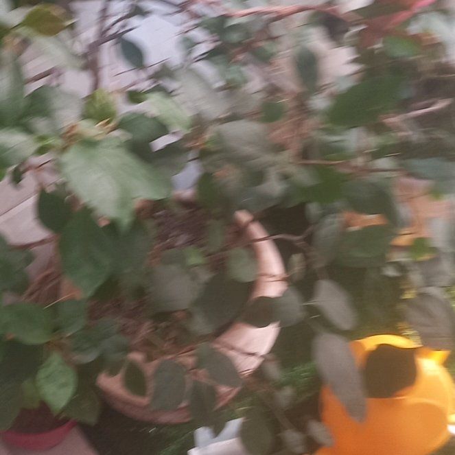 Photo of the plant species Common Buckthorn by @SuperiorChilli1 named McKinley on Greg, the plant care app