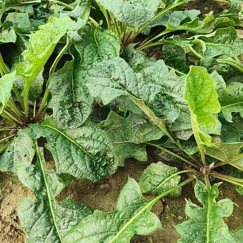 Photo of the plant species Mandrake by @AwaitedWinika83 named Girlfrond on Greg, the plant care app