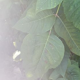 Photo of the plant species Poison Ivy by @SightlyFern17 named Wall-E on Greg, the plant care app