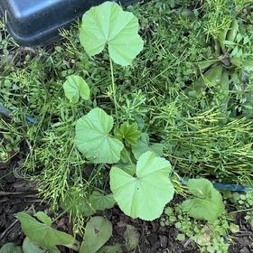 Photo of the plant species Cheeseweed Mallow by @VipSourwood33 named ChloroPhil on Greg, the plant care app