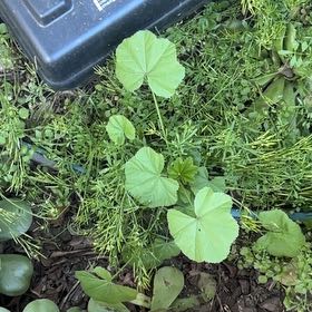 Photo of the plant species Cheeseweed Mallow by @VipSourwood33 named Tupot amaroot on Greg, the plant care app