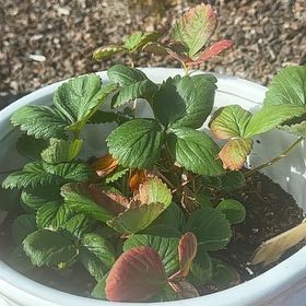 Photo of the plant species Albion Strawberry by @RichRutabaga60 named Saveyah on Greg, the plant care app