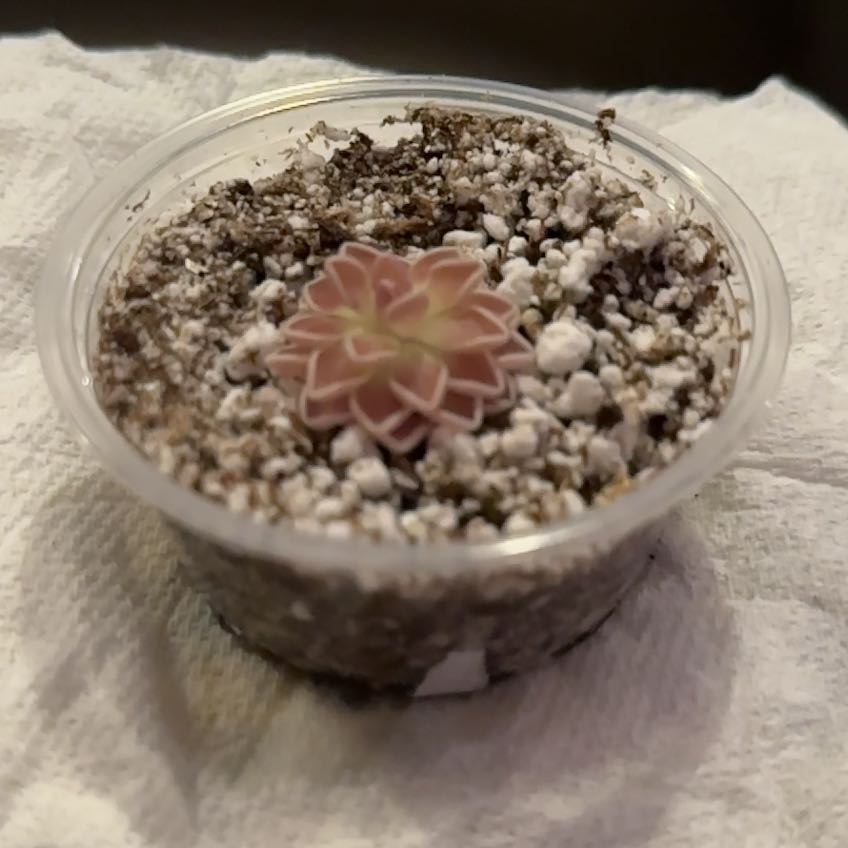 Photo of the plant species Mexican Butterwort by @KeyHedera92 named Ping on Greg, the plant care app
