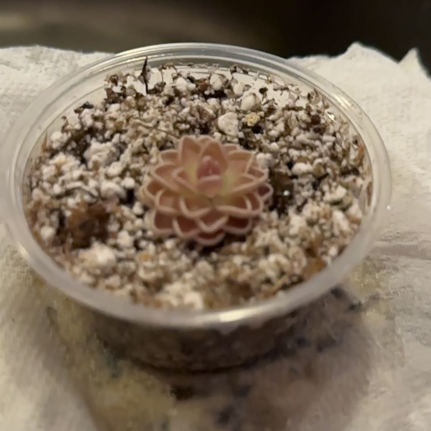Photo of the plant species Mexican Butterwort by @KeyHedera92 named Centipede on Greg, the plant care app