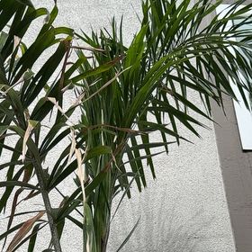 Photo of the plant species Wodyetia by @HeroicAsarina54 named Doja Cat on Greg, the plant care app