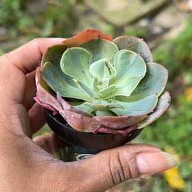 Photo of the plant species Echeveria 'Persia' by @FirstrateMango1 named Huckleberry Fern on Greg, the plant care app