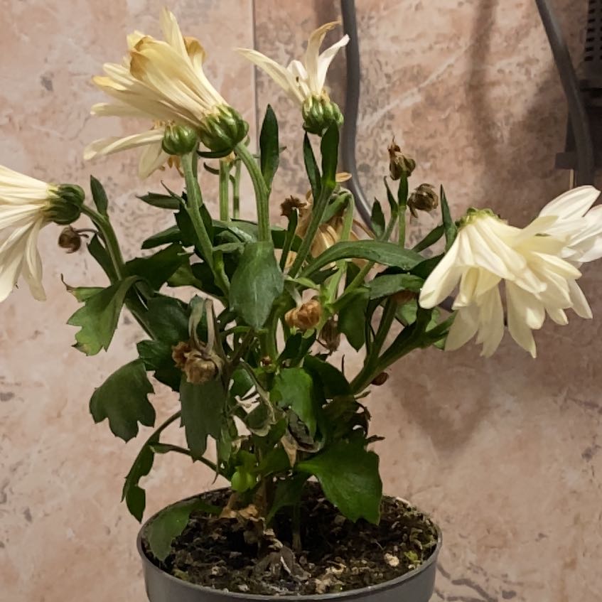 Photo of the plant species Chrysanthemum by @GoldMastic55 named Kobe on Greg, the plant care app