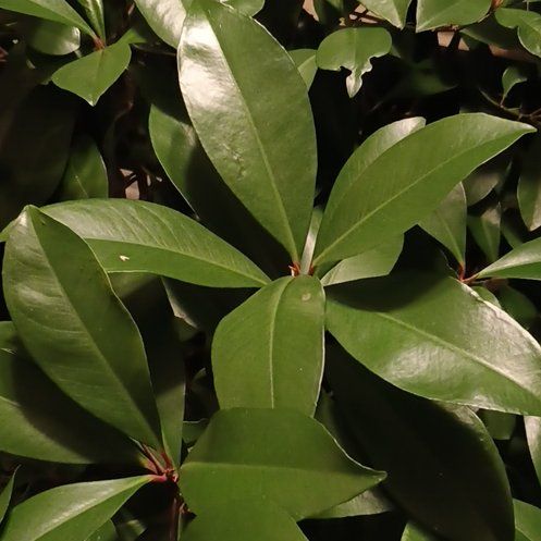 Photo of the plant species Low Shoebutton by @TotalTobacco57 named Mollie on Greg, the plant care app