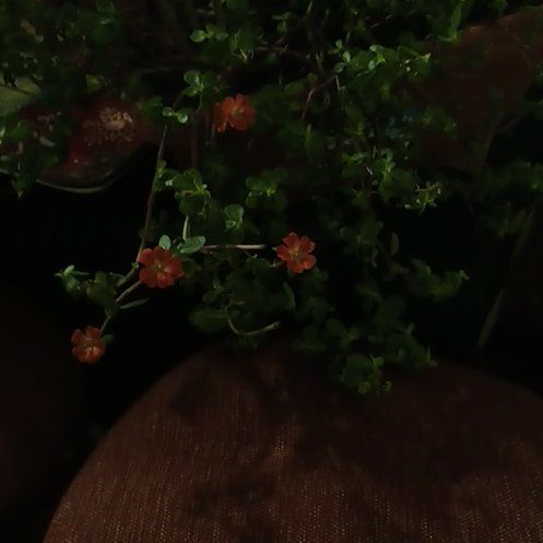 Photo of the plant species Coral Moss by @TotalTobacco57 named Marilyn on Greg, the plant care app