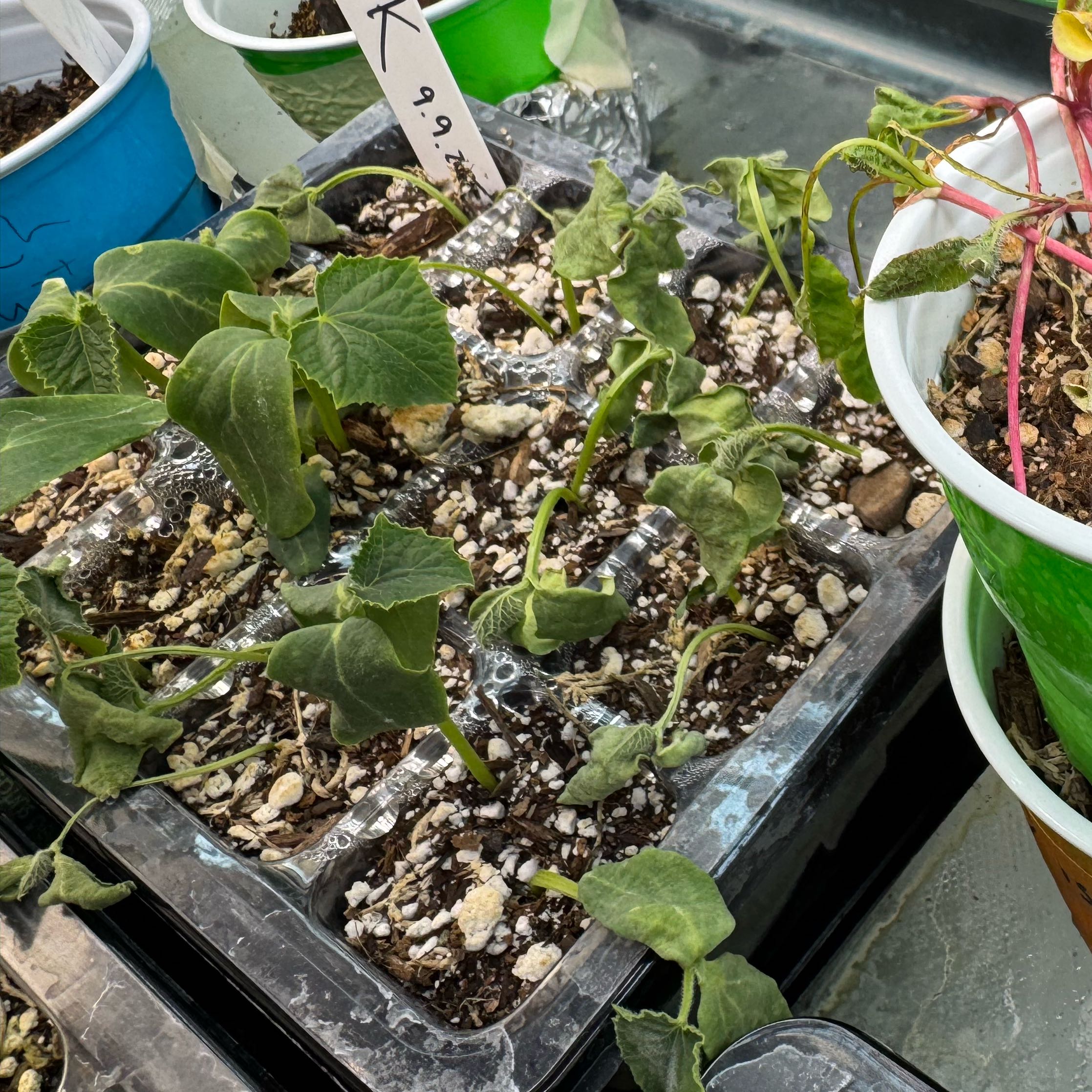 Photo of the plant species Cucumber by @MirthfulTarbush named Hemingway on Greg, the plant care app