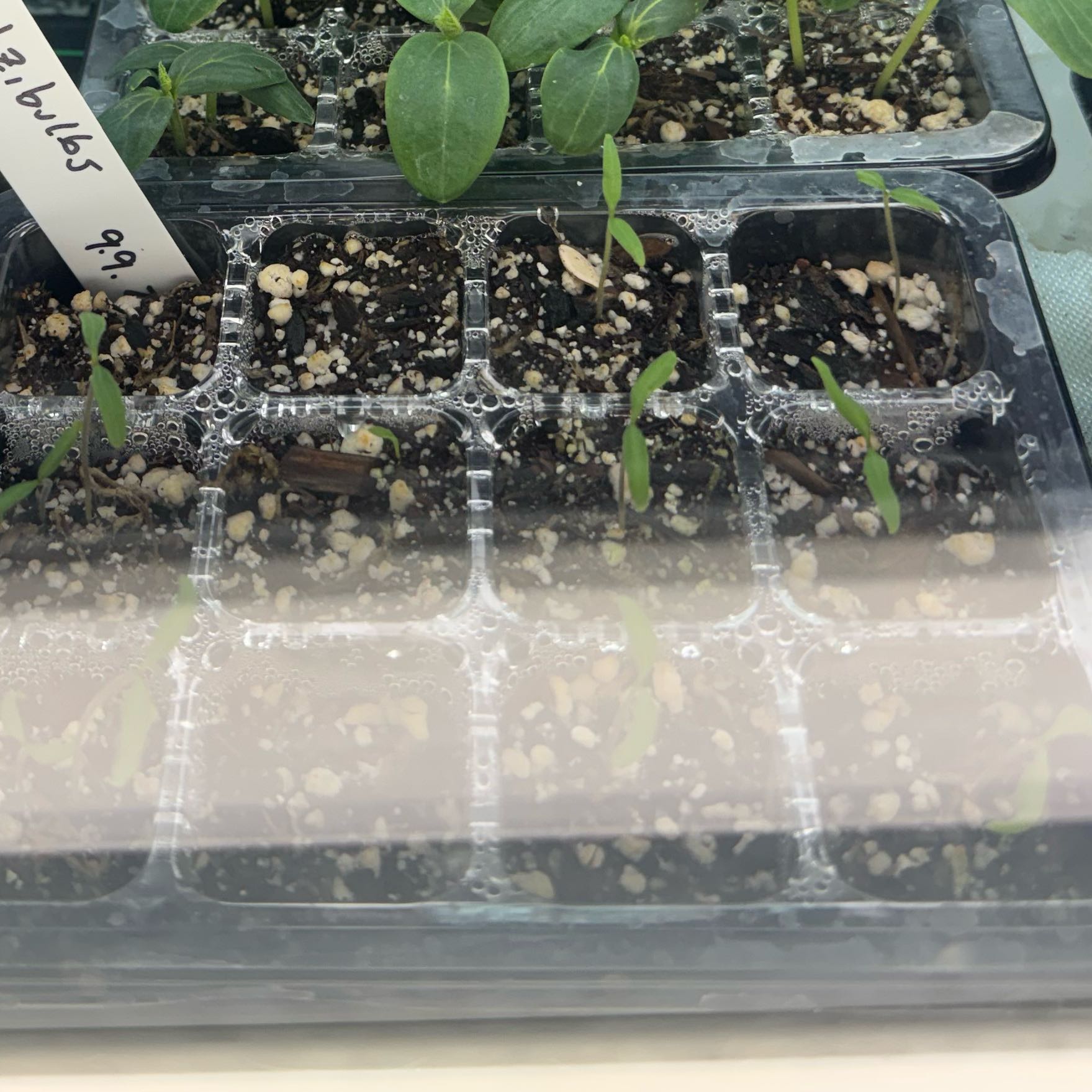 Photo of the plant species Tomato 'Jersey Devil' by @MirthfulTarbush named Kesha on Greg, the plant care app