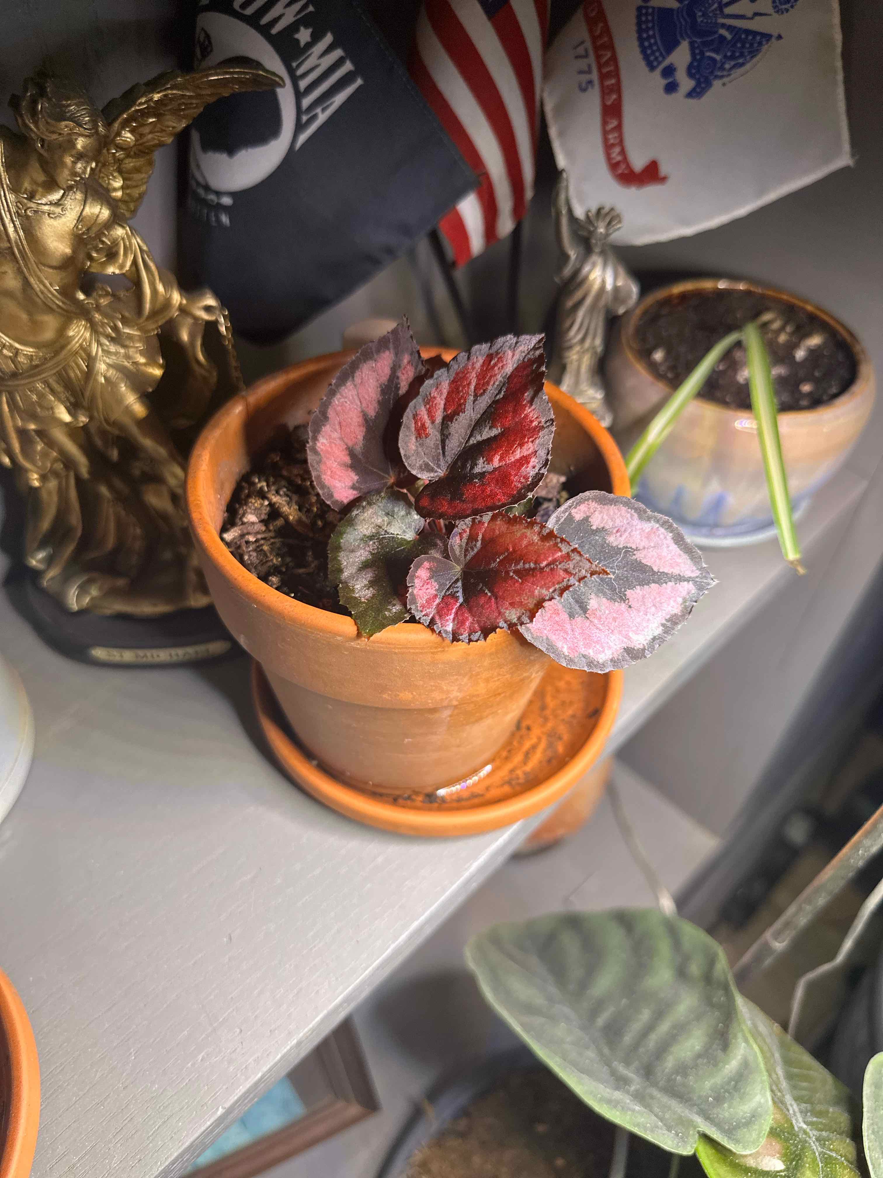 Captain Plant-it