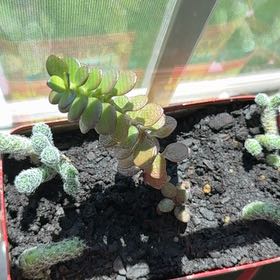 Photo of the plant species Mini Jade by @SnazzyLoquat65 named Navajo on Greg, the plant care app