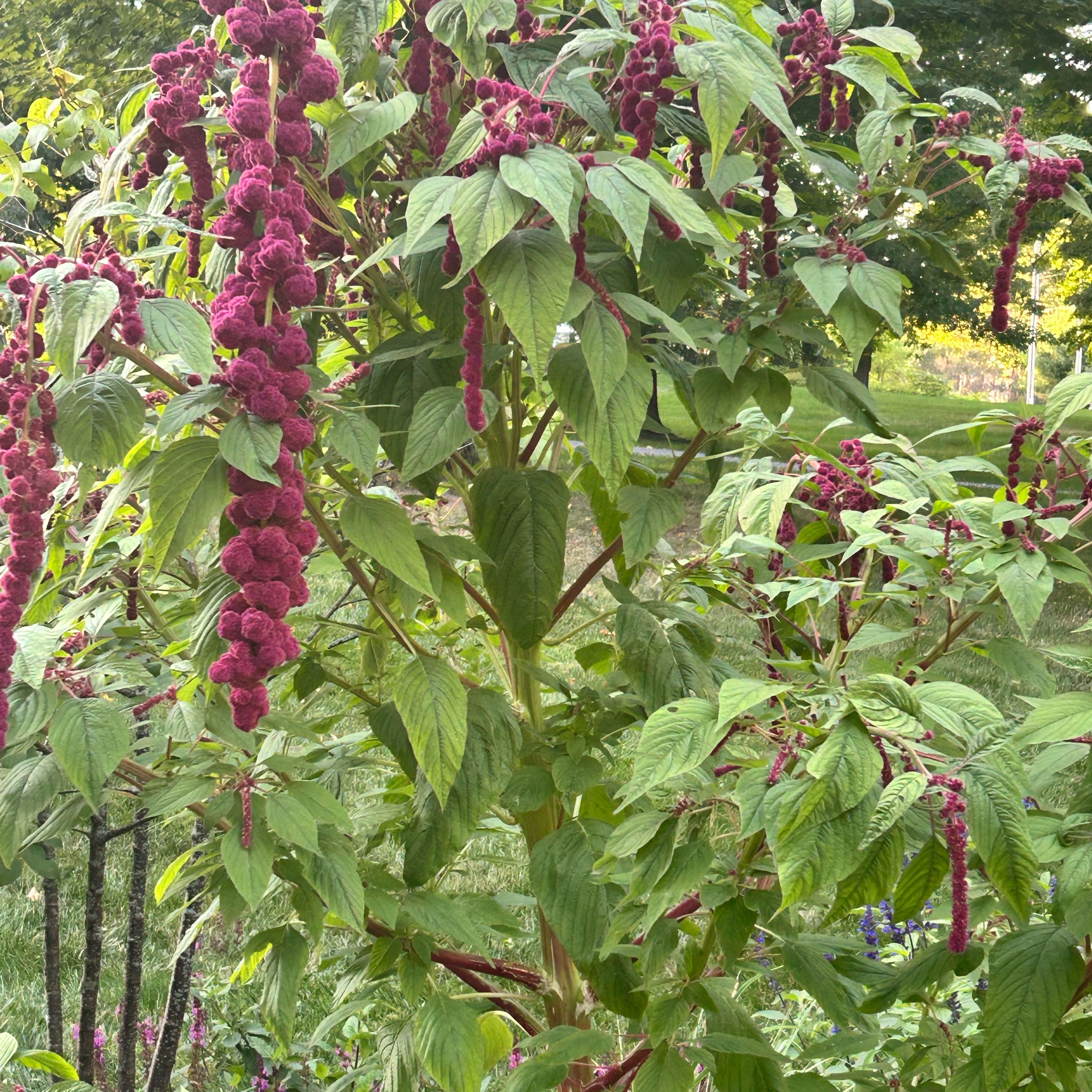 Photo of the plant species Kiwicha by @KeenPygmyiris15 named Elle on Greg, the plant care app