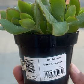 Photo of the plant species Crassula by @HipGreywillow13 named Keanu Leaves on Greg, the plant care app