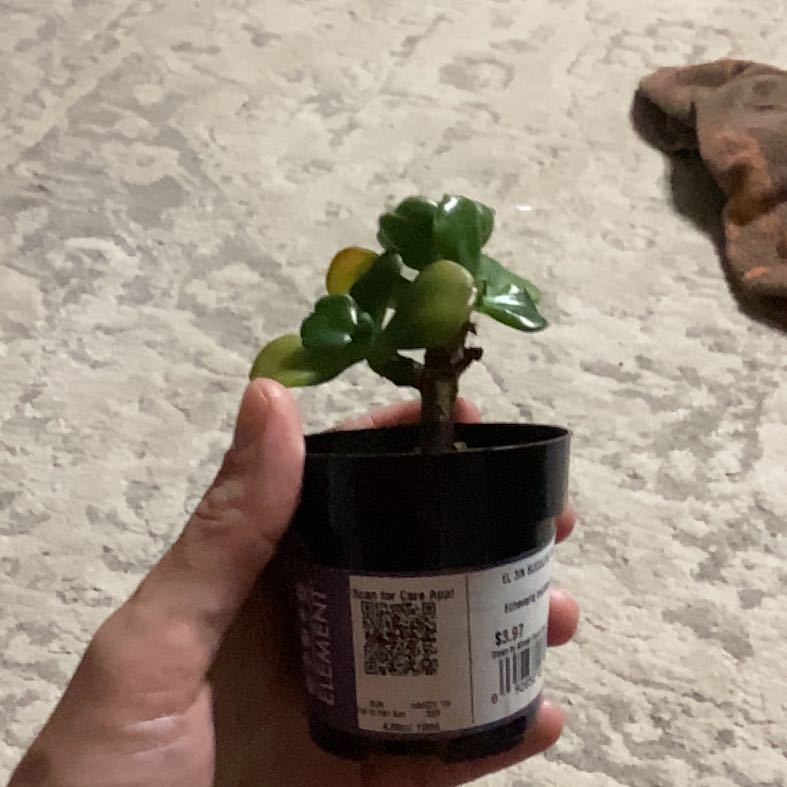 Photo of the plant species Lipstick Echeveria by @ProSoursop9 named Coco on Greg, the plant care app
