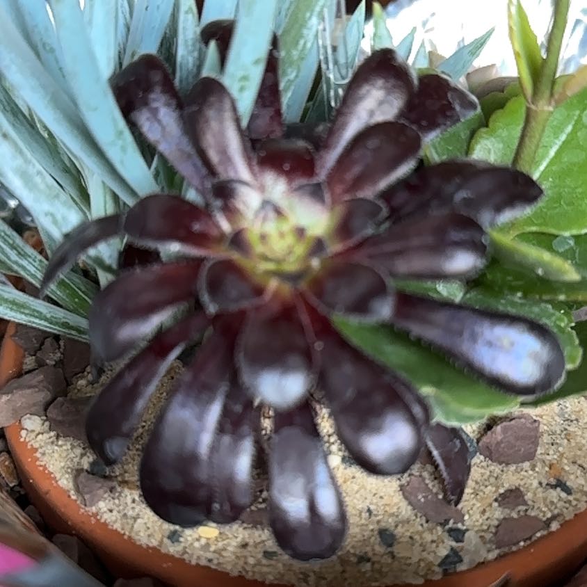 Photo of the plant species Black Rose by @AmySuccs named Rosie 🥀 on Greg, the plant care app