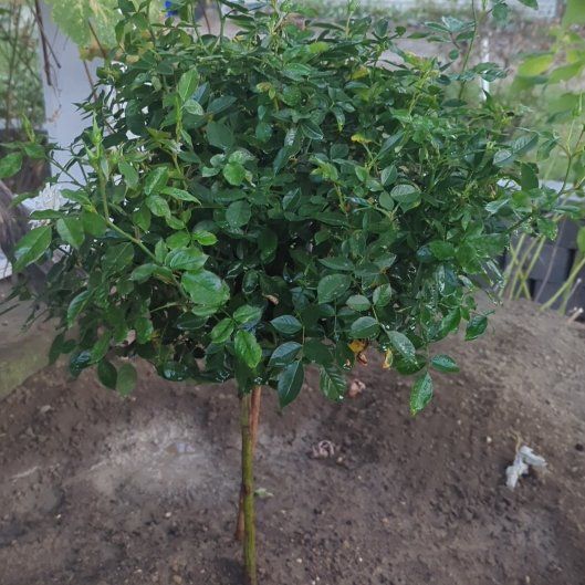 Photo of the plant species Hybrid Tea Rose by @djkltt12 named Sproutacus on Greg, the plant care app