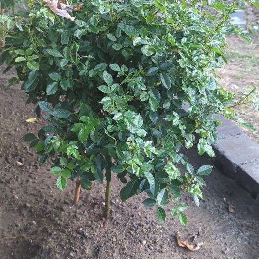 Photo of the plant species Hybrid Tea Rose by @djkltt12 named Hemingway on Greg, the plant care app