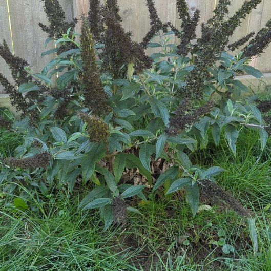 Photo of the plant species Butterfly Bush by @djkltt12 named Lola on Greg, the plant care app