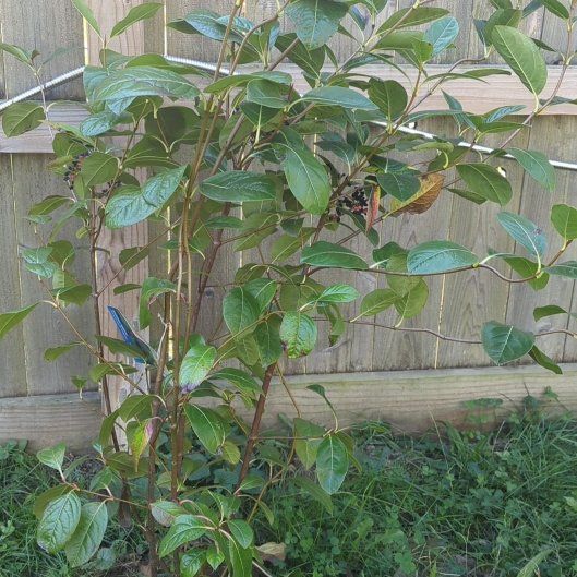 Photo of the plant species Possumhaw Viburnum 'Winterthur' by @djkltt12 named Achilles on Greg, the plant care app