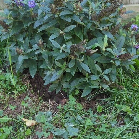 Photo of the plant species Butterfly Bush by @djkltt12 named Sanders on Greg, the plant care app